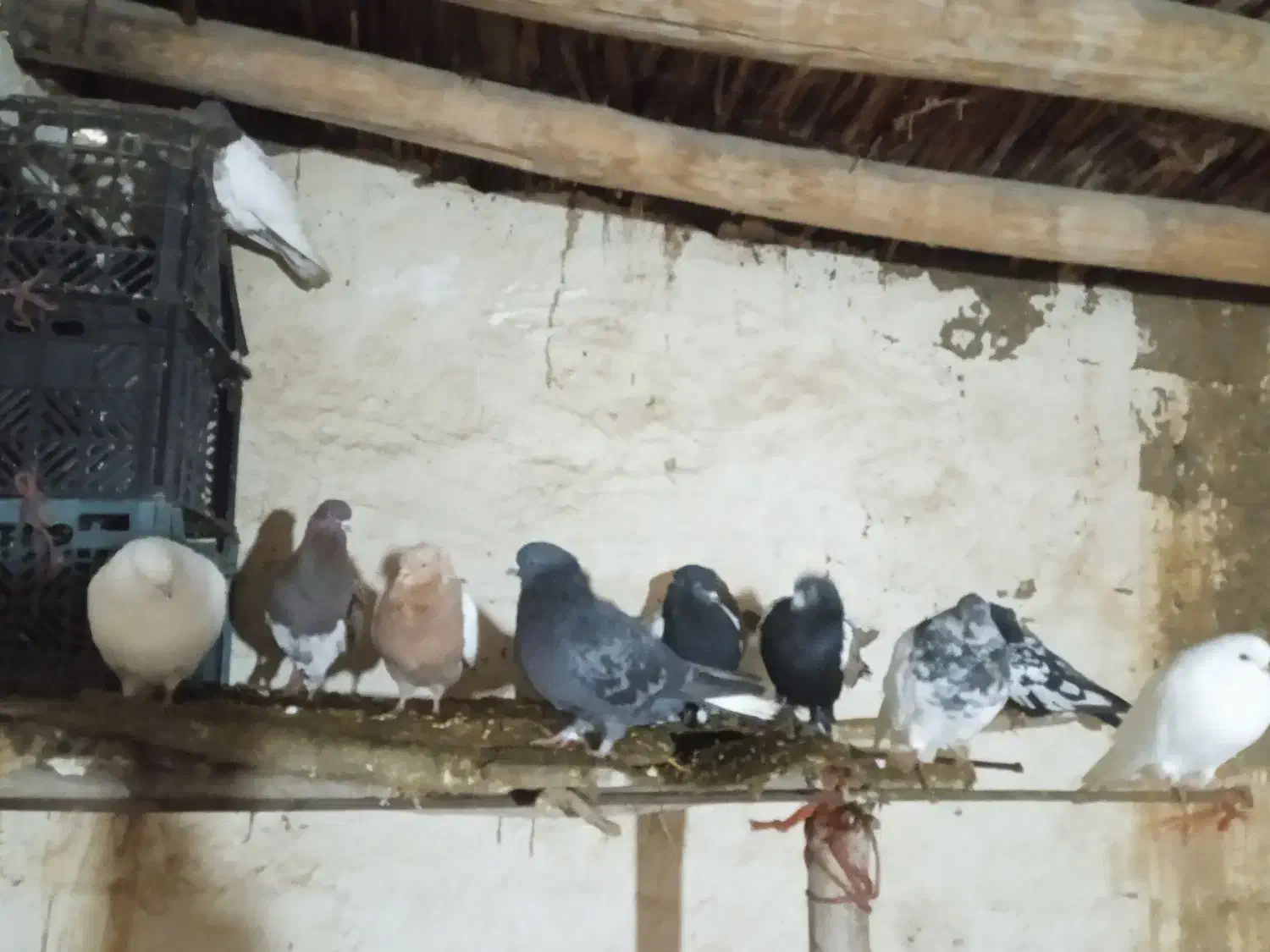 یک لانه کبوتر|پرنده|چهاربرج, |دیوار