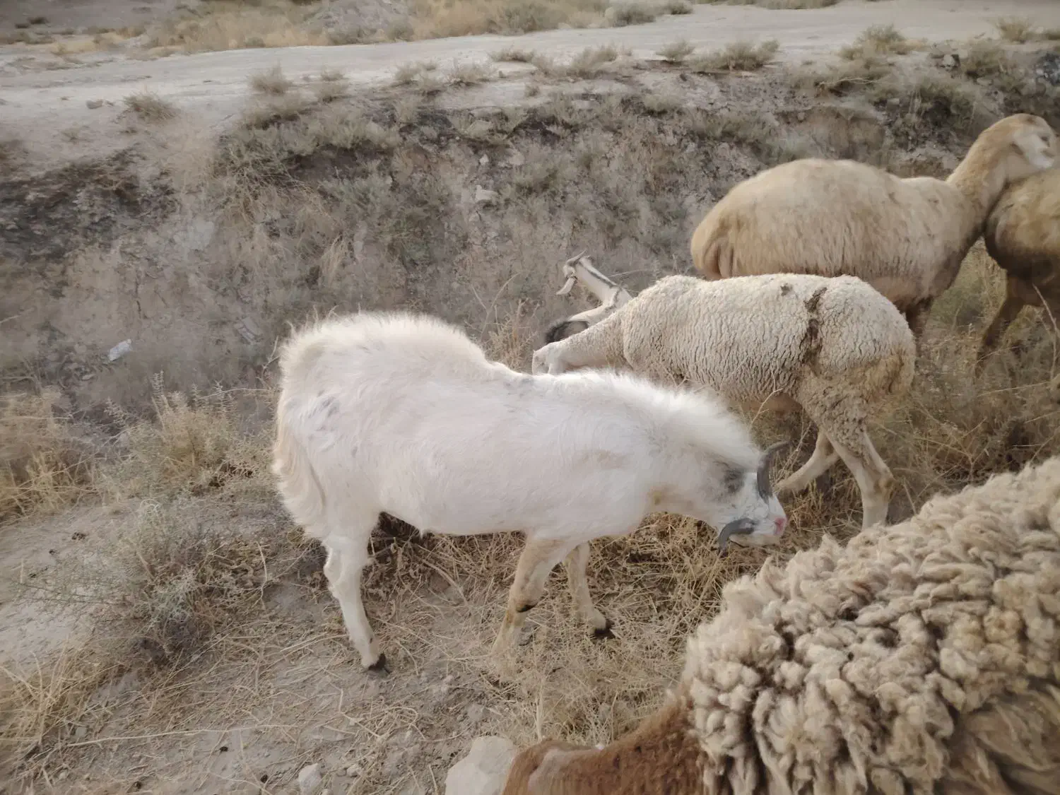 فروش کهره نر|حیوانات مزرعه|شیراز, کفترک|دیوار
