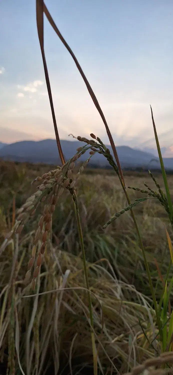 برنج کامفیروزی|خوردنی و آشامیدنی|کامفیروز, |دیوار