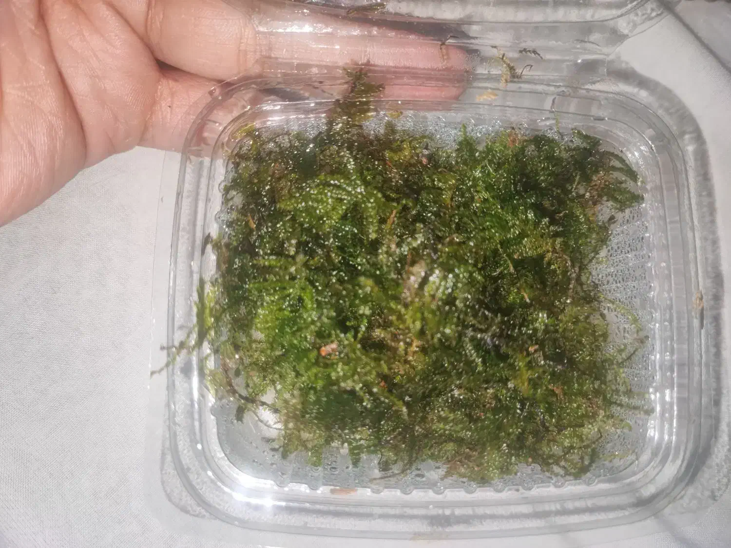 خزه و گیاه آکواریوم ،پلنت|ماهی|تهران, سازمان آب|دیوار