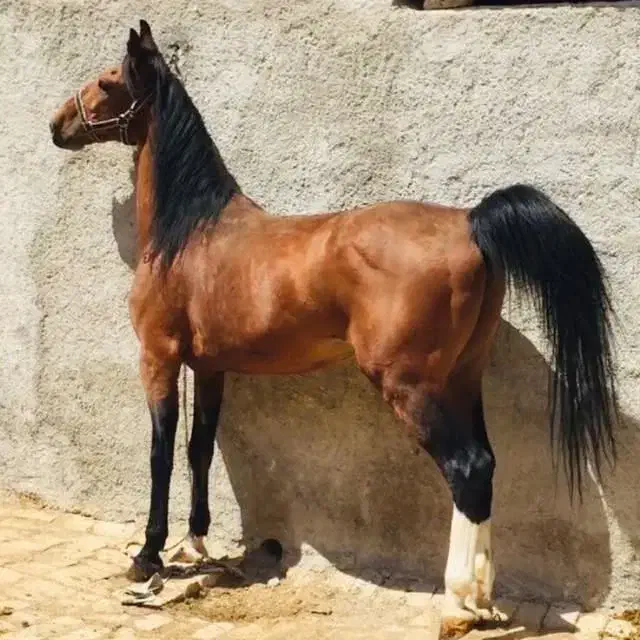 اسب سیلمی دره شوری|اسب و تجهیزات اسبسواری|رامهرمز, |دیوار