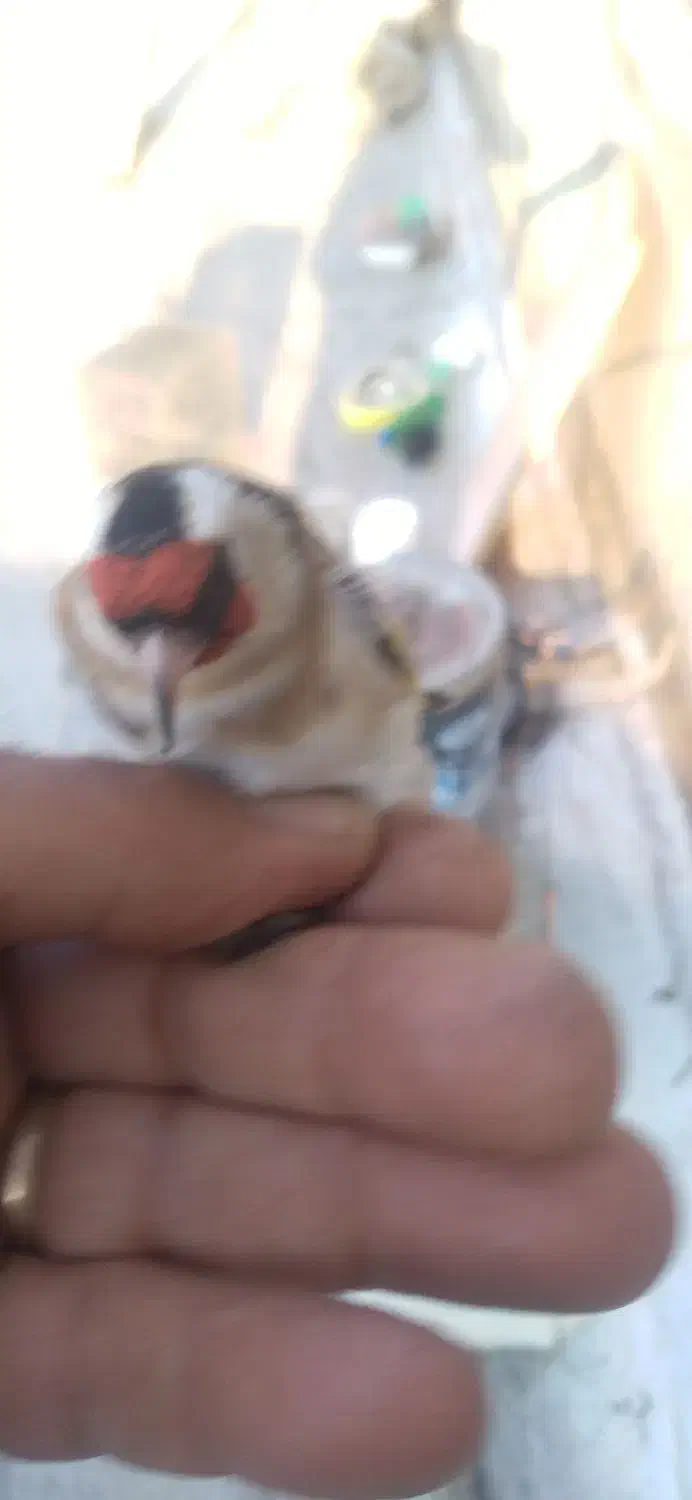 دوعدد سهره ماده دونه ای هشت صد هزار تومان|پرنده|میاندوآب, |دیوار