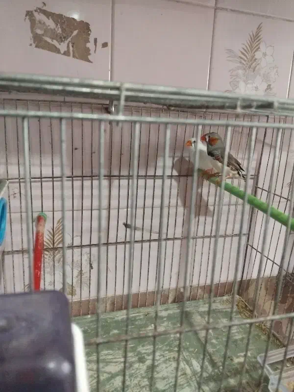 یک جفت فنچ|پرنده|مشگین شهر, |دیوار