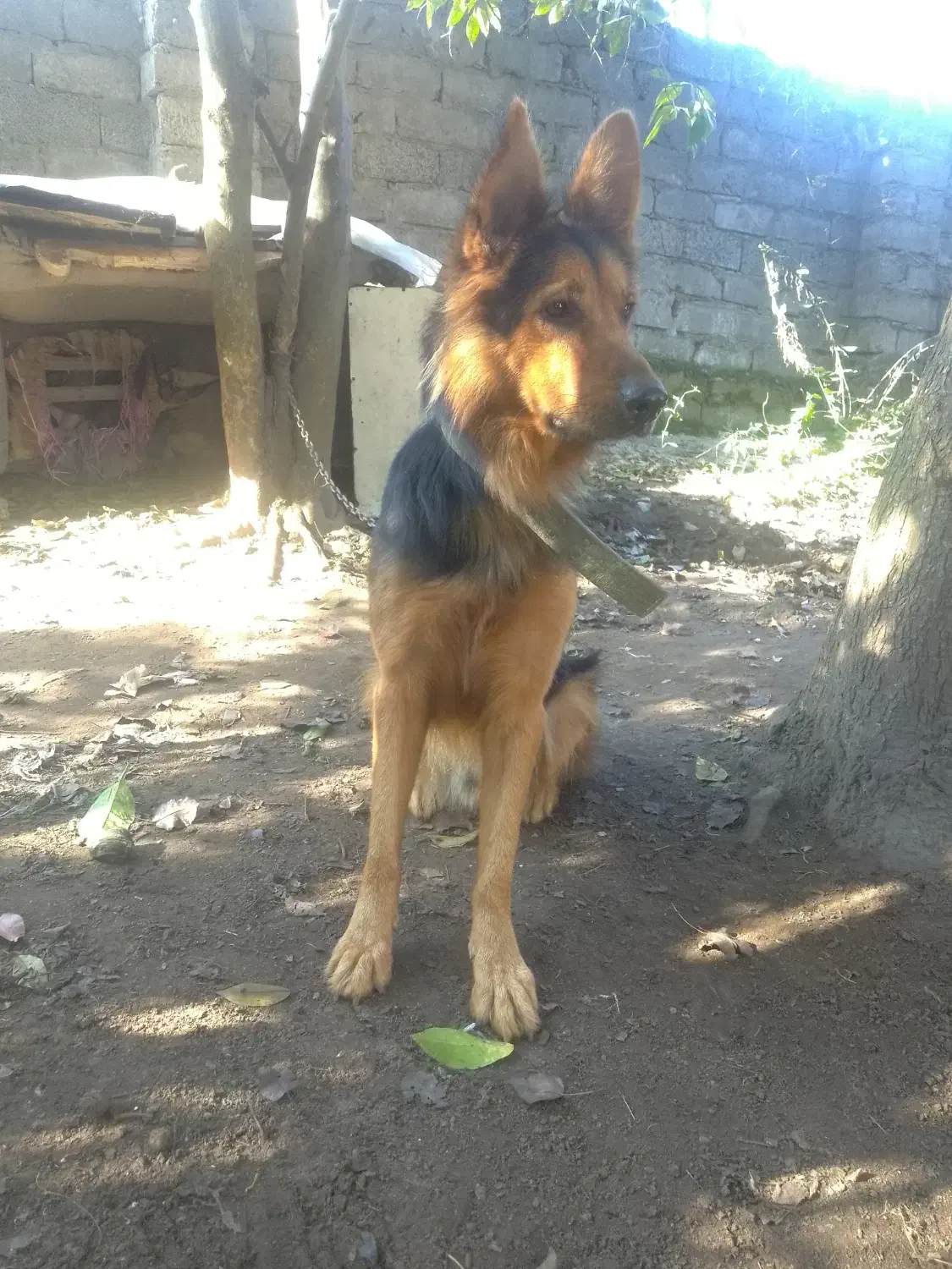 واگذاری سگ شولاین|سگ|لولمان, |دیوار