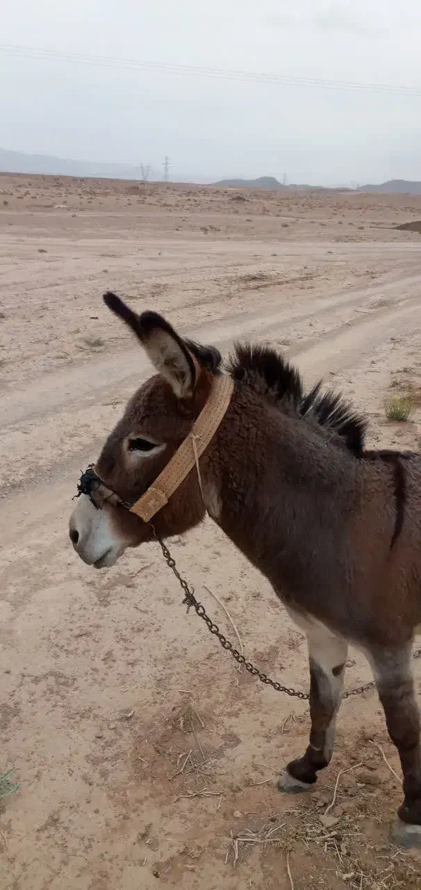 خرماده|حیوانات مزرعه|مبارکه, |دیوار