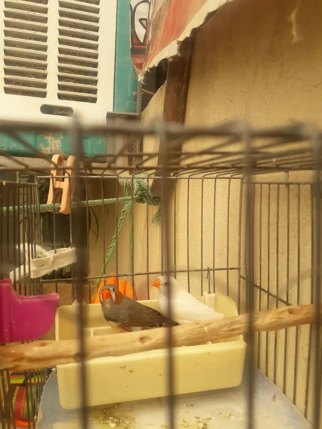 فنج زبرا جفت بالغ جوان آماده جوجه کشیدن|پرنده|بهارستان, |دیوار