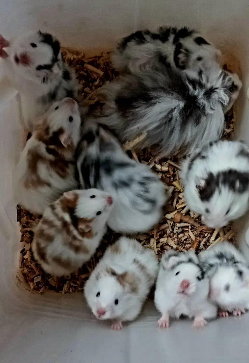 همستر نژادپشمالودست اموز رام|موش و خرگوش|رشت, استقامت ۲|دیوار