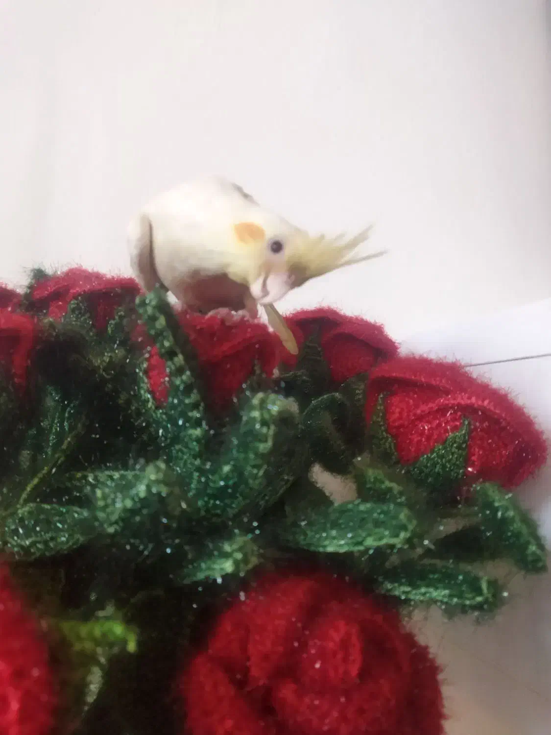 گمشده عروس هلندی|حیوانات|نقده, |دیوار