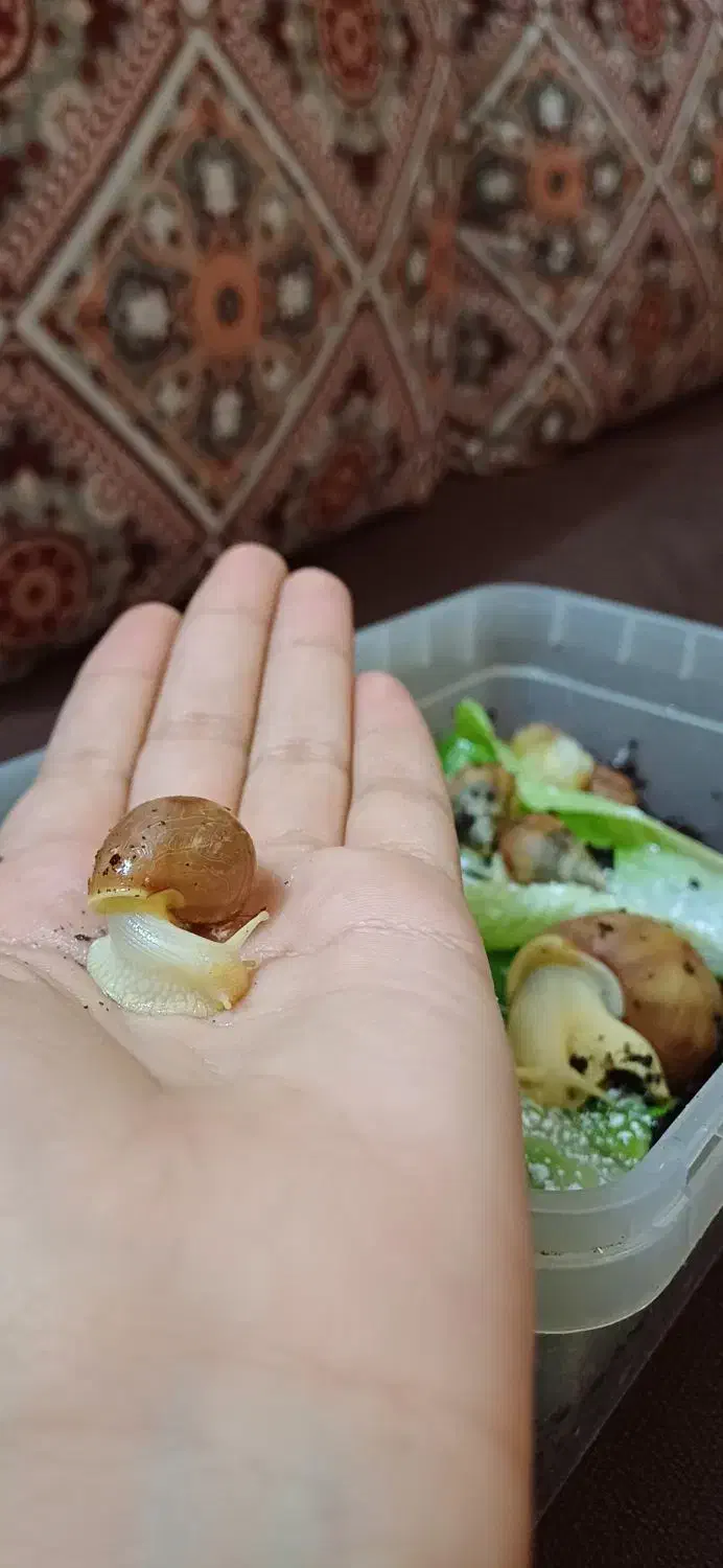 حلزون آچاتینا/حیوان خانگی خاص و بی‌صدا|خزنده|کرمان, |دیوار