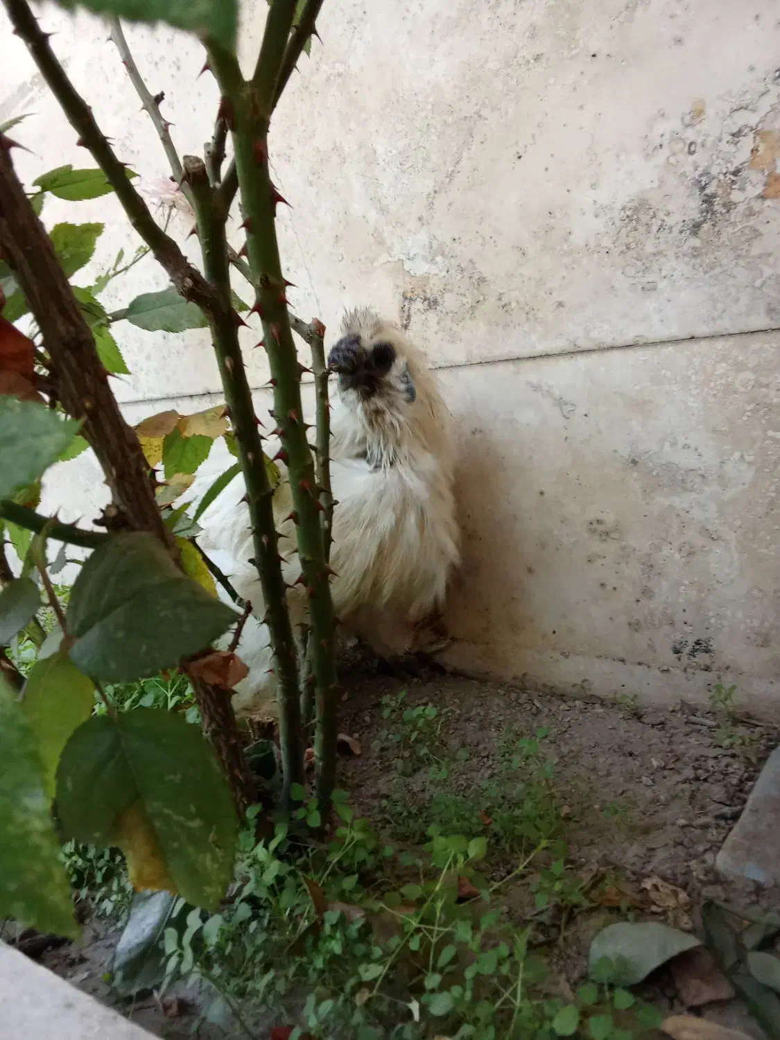 خروس ابریشمی پنج انگشت گوشواره آبی|حیوانات مزرعه|ری, دولتآباد|دیوار