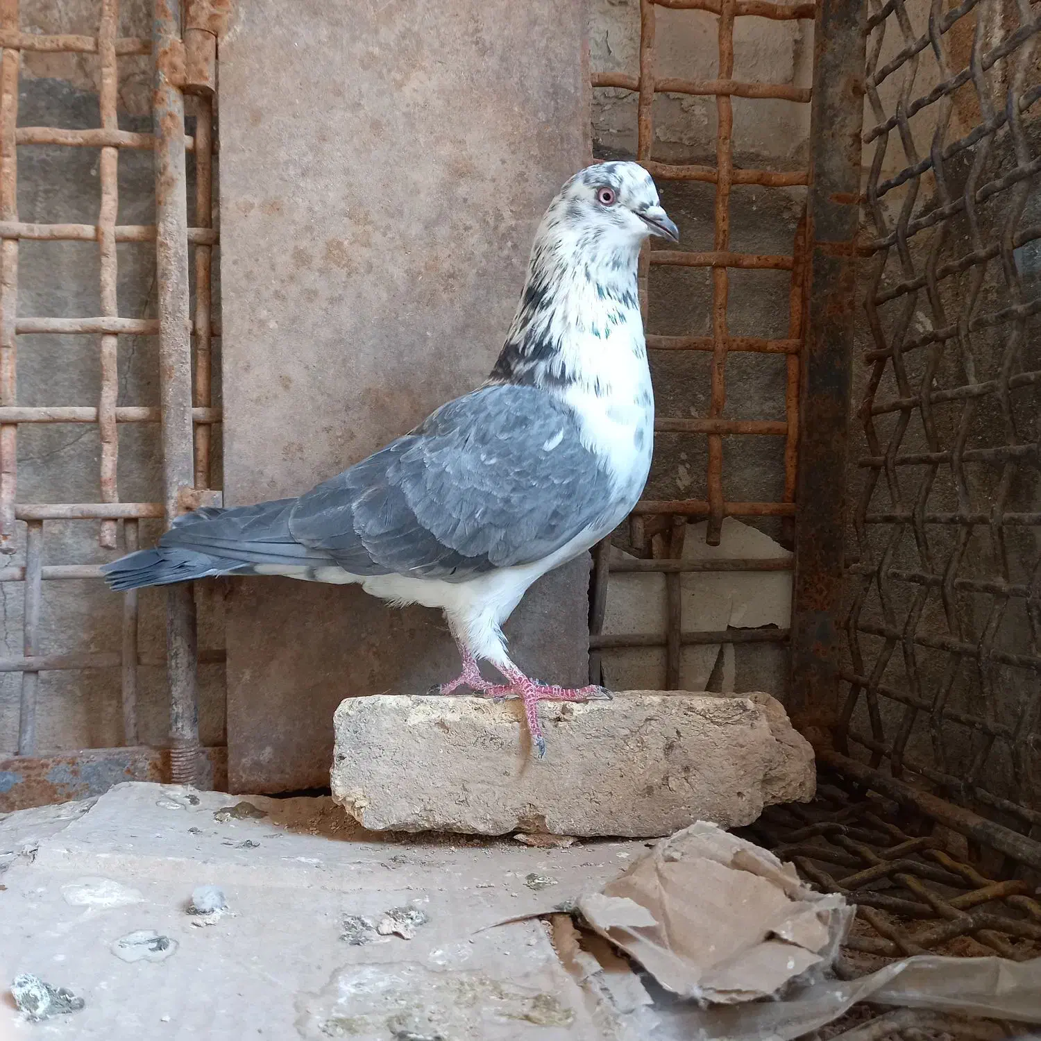 قاره های پرش دار|پرنده|فرخ‌شهر, |دیوار