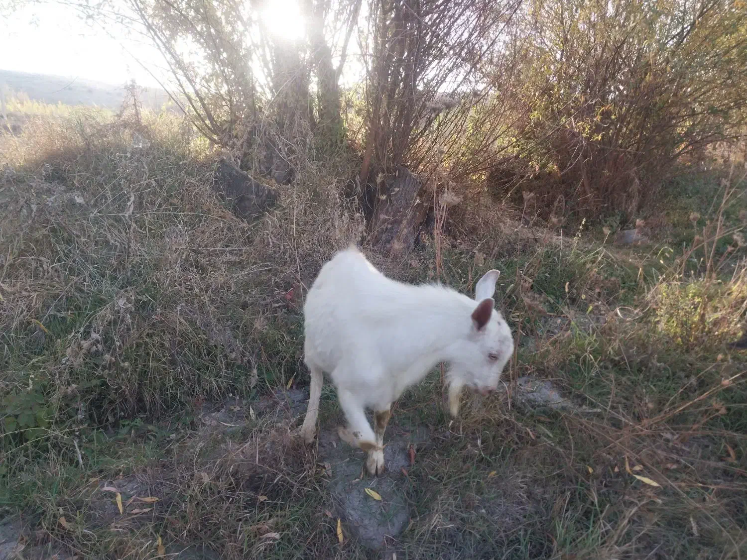 بزنر|حیوانات مزرعه|قصابه, |دیوار