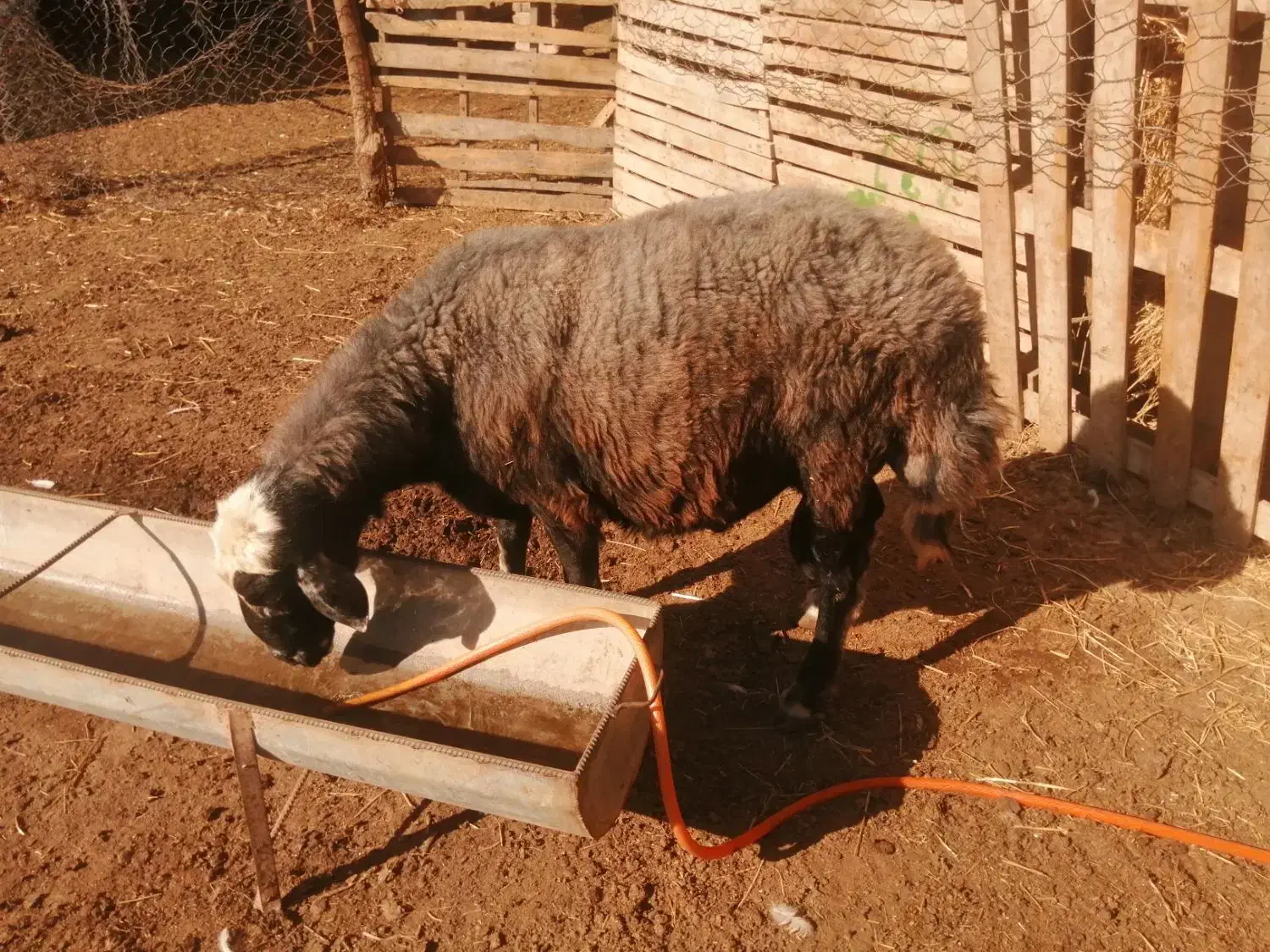 قوچ جوان قره قیر|حیوانات مزرعه|انبارآلوم, |دیوار