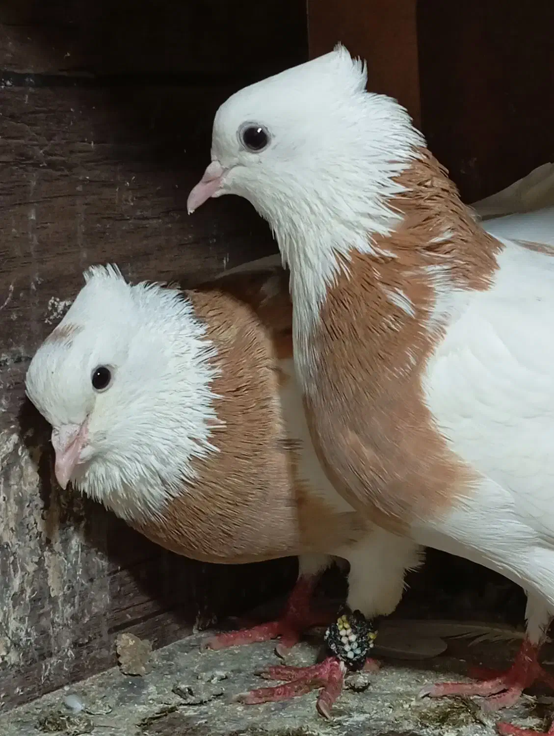 ۳۰تا کفتر گلچین شده همه توان پس داده هستن|پرنده|رشت, حمیدیان|دیوار