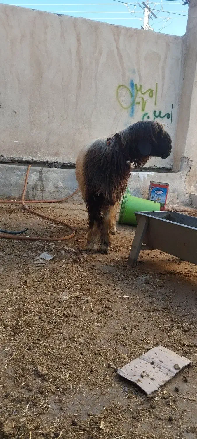 قوچ و میش بره|حیوانات مزرعه|خمینی‌شهر, |دیوار