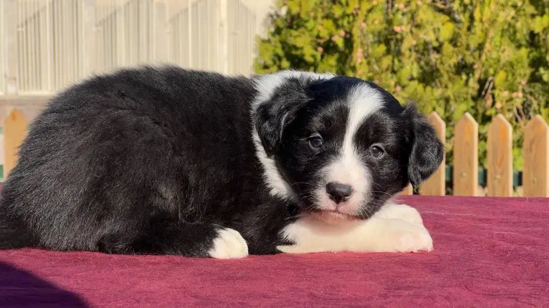 سگ بردرکالی|سگ|یزد, |دیوار