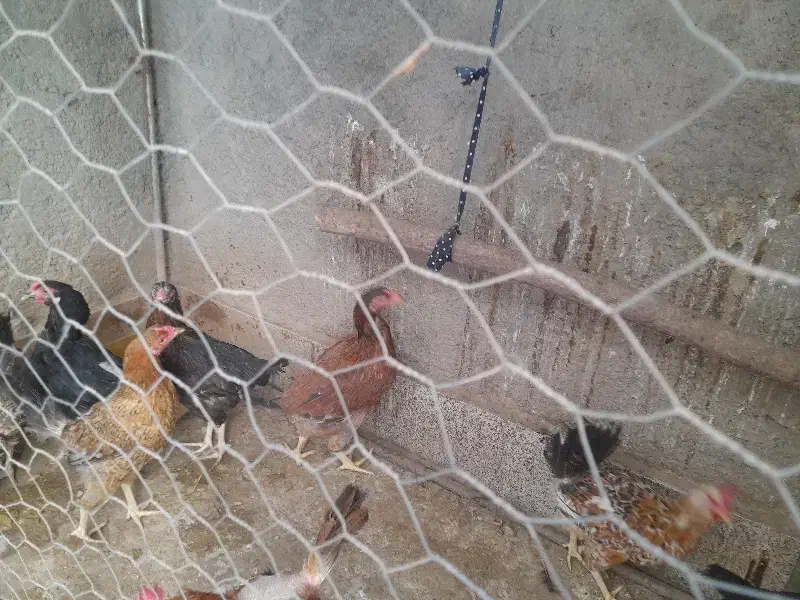 مرغ فروشی|حیوانات مزرعه|نهبندان, |دیوار