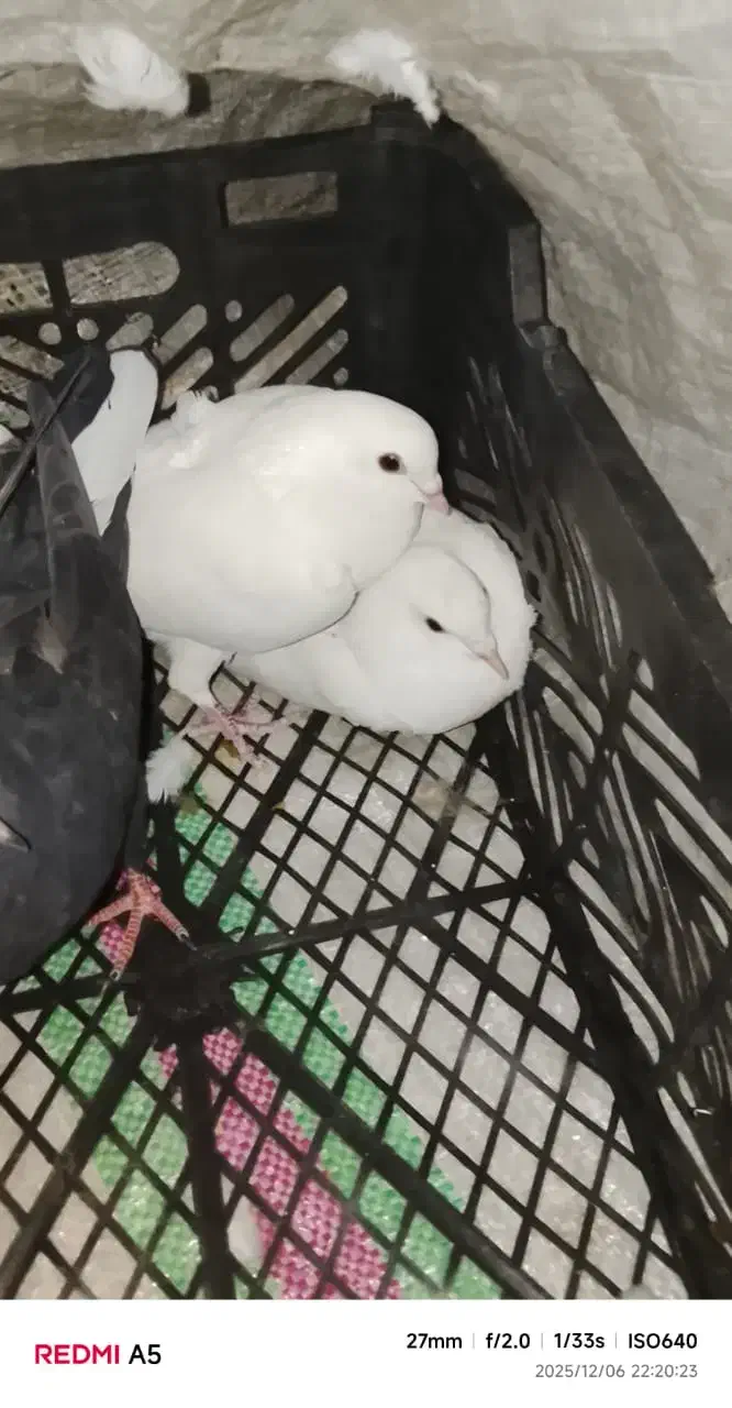 دو جفت کبوتر|پرنده|رامهرمز, |دیوار