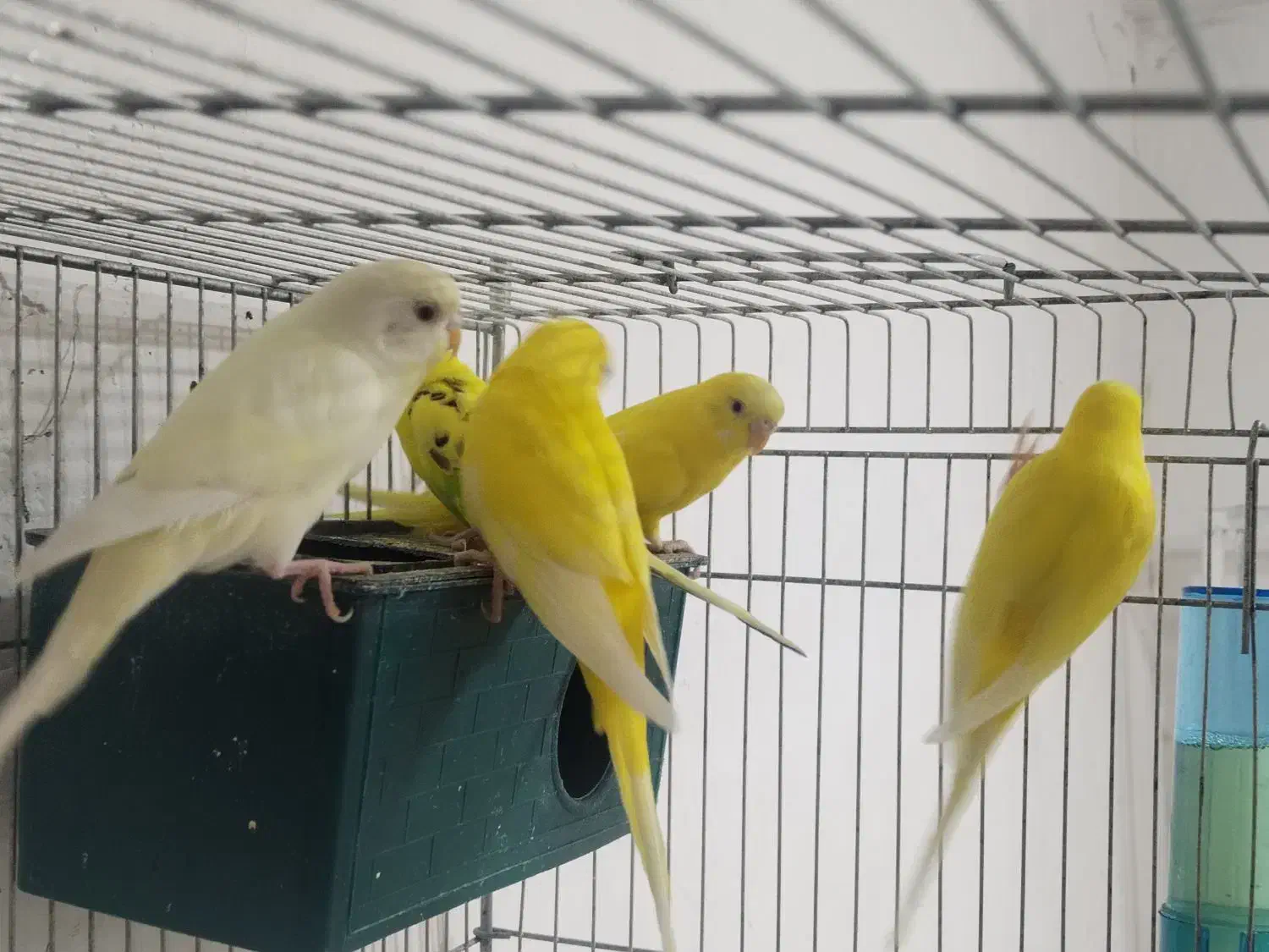 هلندی فروش|پرنده|بم, |دیوار