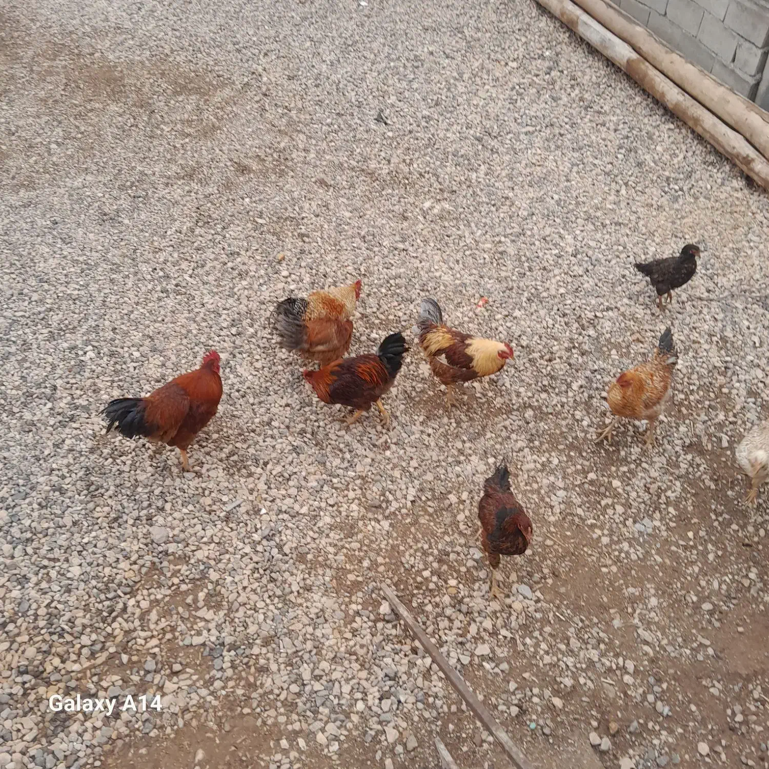 نیمچه خروس محلی|حیوانات مزرعه|قیدار, |دیوار