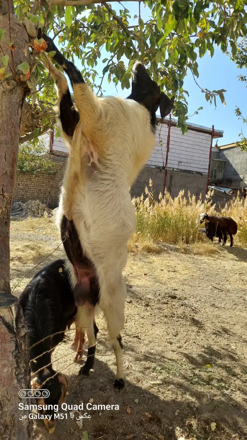 نر بز دو رگه سانن پاکستانی مخصوص نژاد|حیوانات مزرعه|درگزین, |دیوار