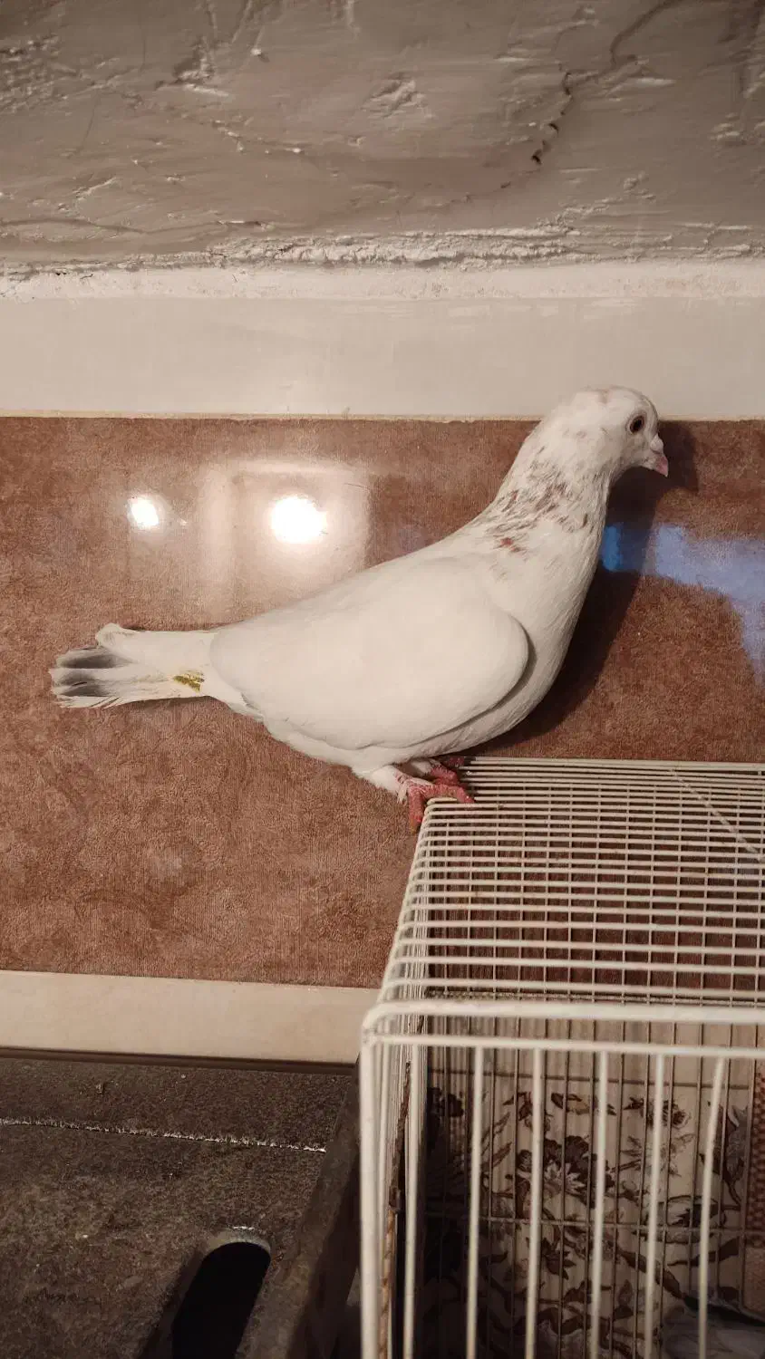 کفتر نر پرشی|پرنده|مشهد, کارمندان دوم|دیوار