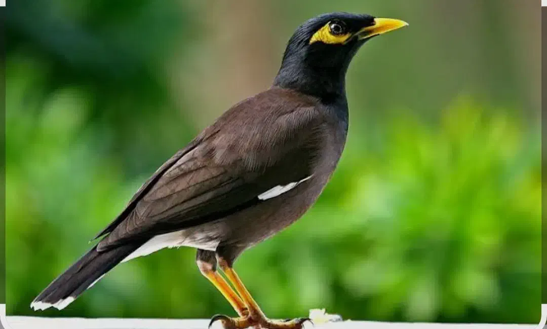 تعدادی مینا کام سیاه قیمت توافقی و قابل معاوضه|پرنده|تربت جام, علوی|دیوار