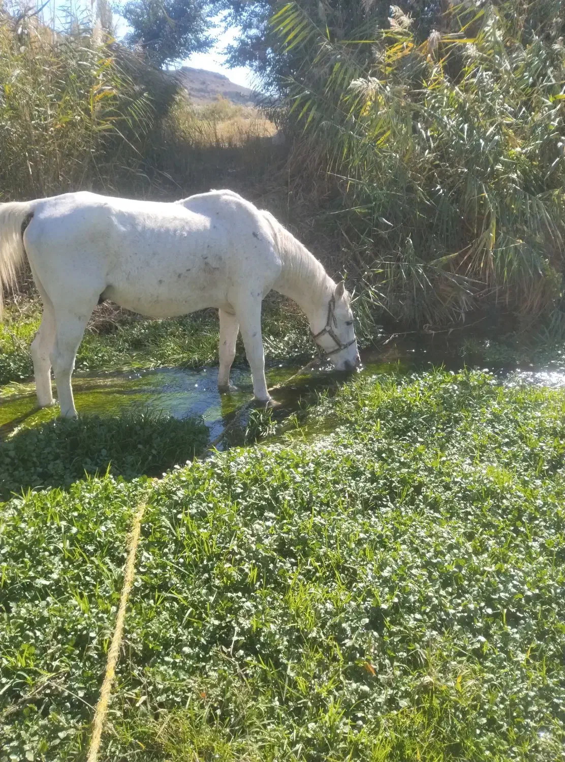 اسب سواری|اسب و تجهیزات اسبسواری|مشگین شهر, |دیوار