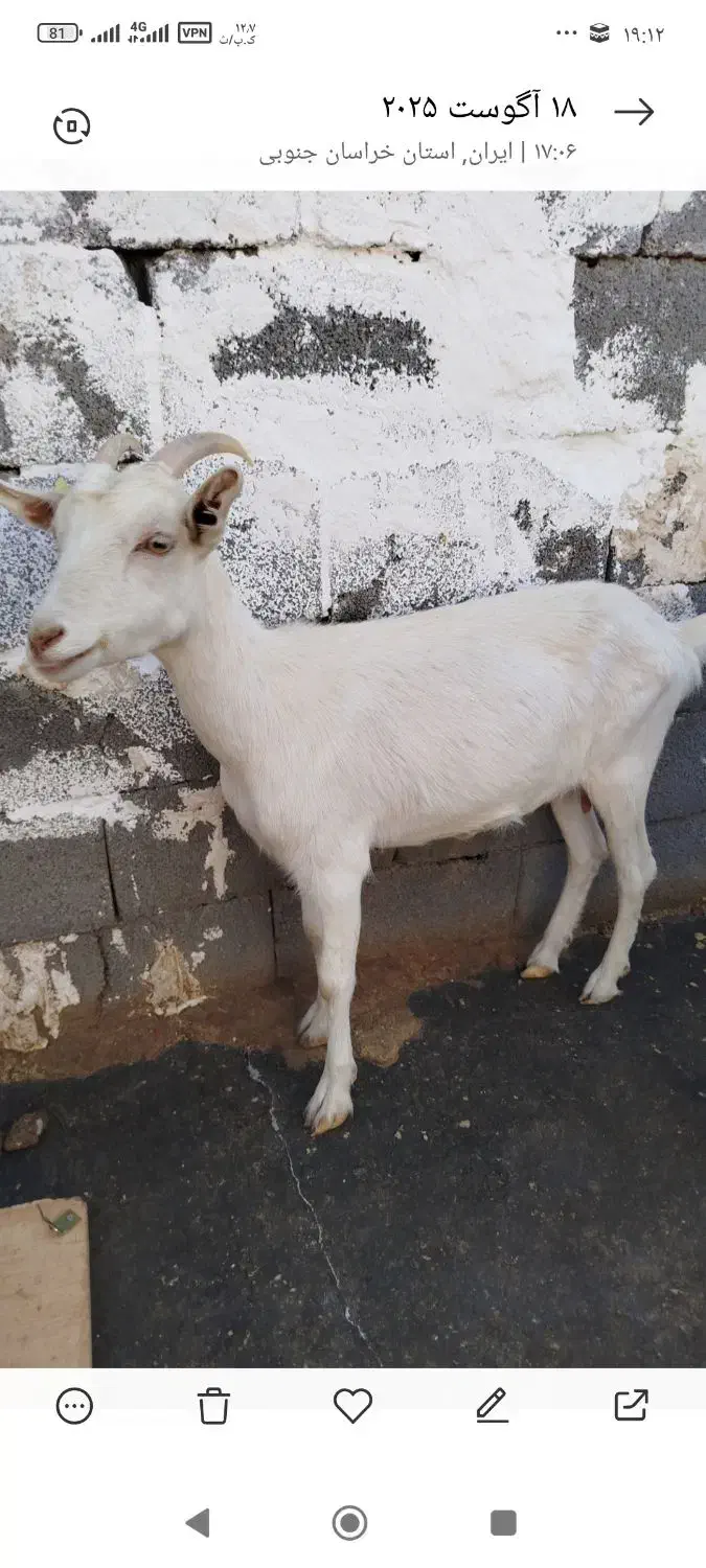 دو عدد بز سانن|حیوانات مزرعه|بیرجند, |دیوار