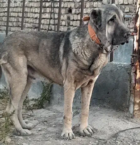 واگذاری سگ سرابی|سگ|ری, علایین|دیوار