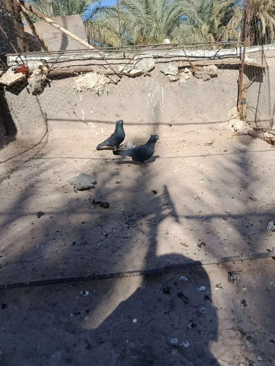 ی جفت زاغ خوشگل|پرنده|گنبکی, |دیوار