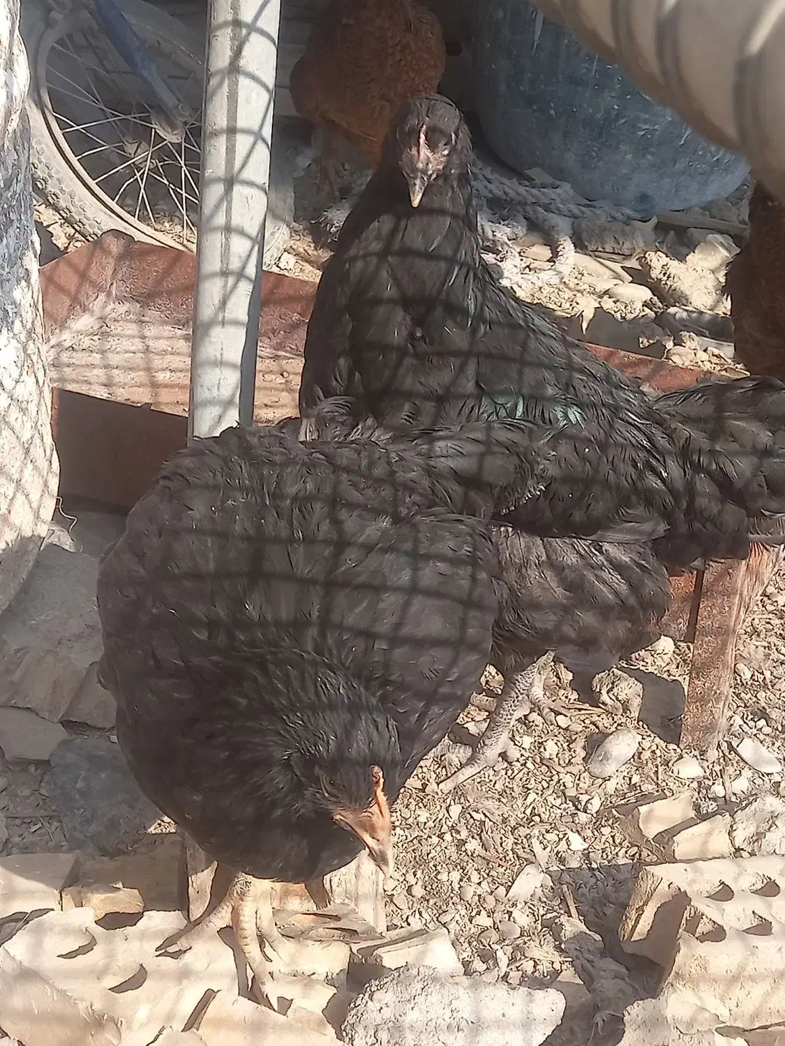 دومرغ جوا ن و خروس|حیوانات مزرعه|شوشتر, |دیوار