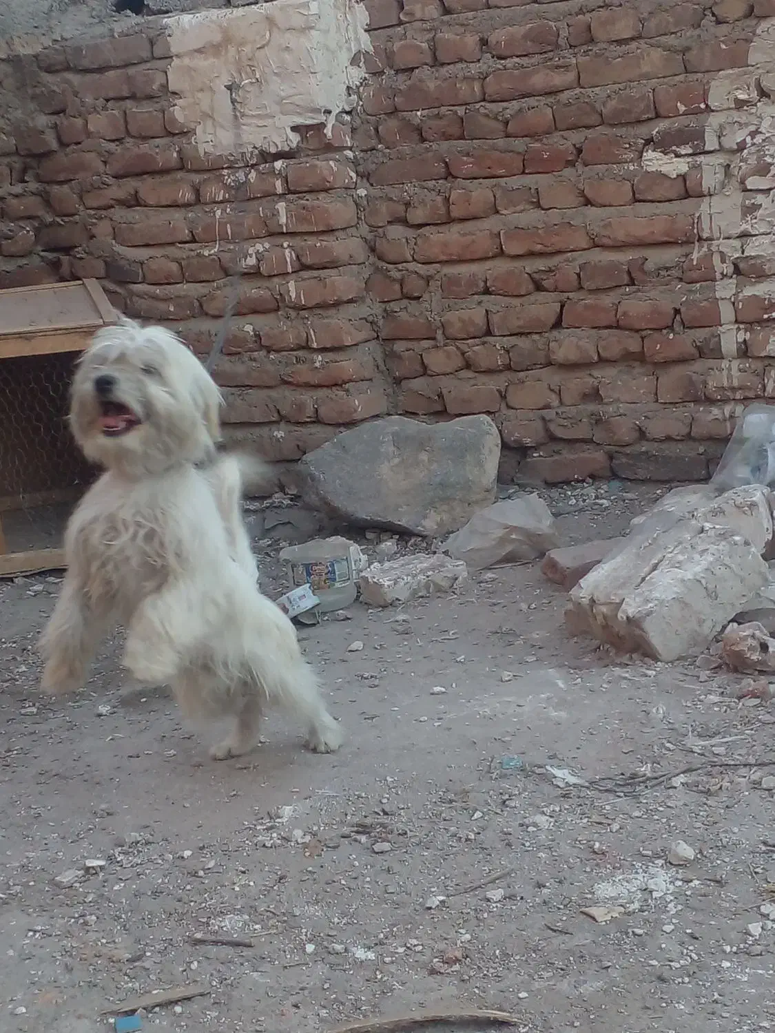 سگ پاکوتاه|سگ|خسروشاه, |دیوار