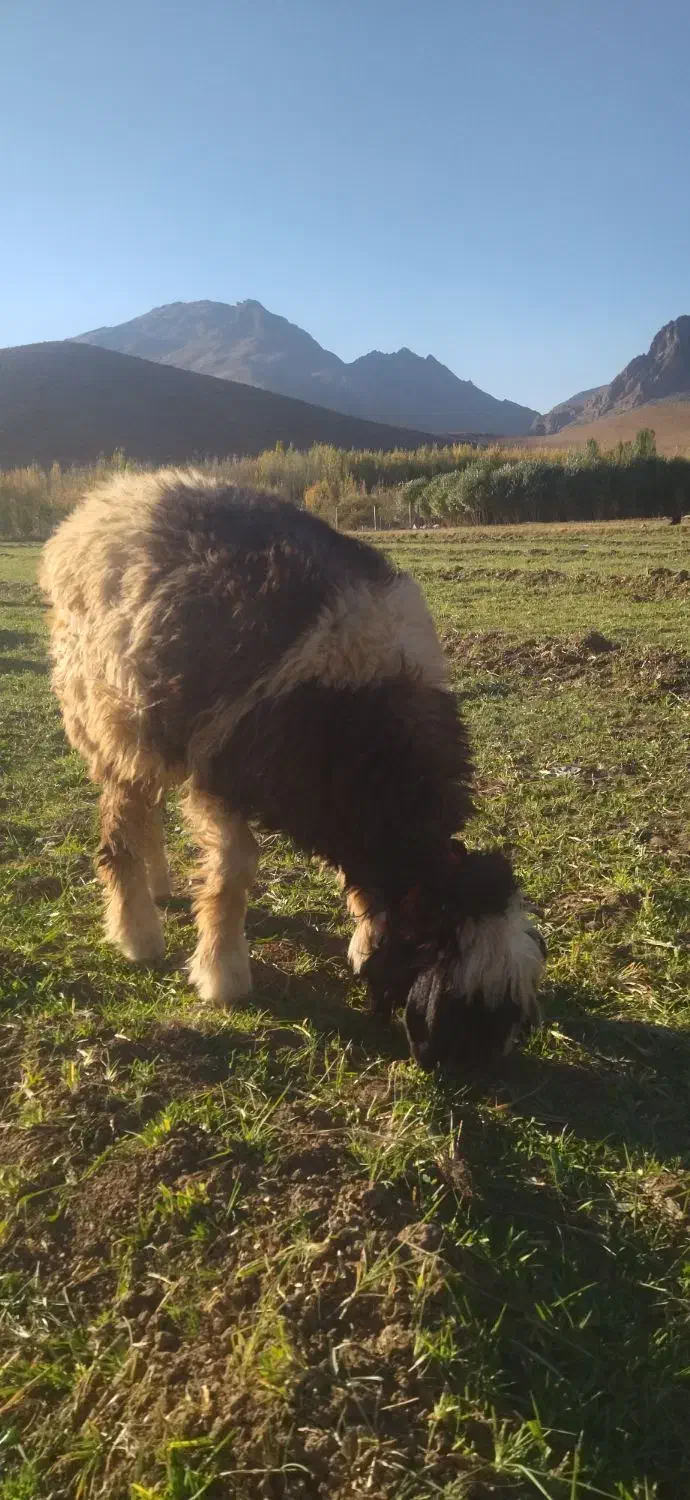 بره ماده میش|حیوانات مزرعه|لاران, |دیوار