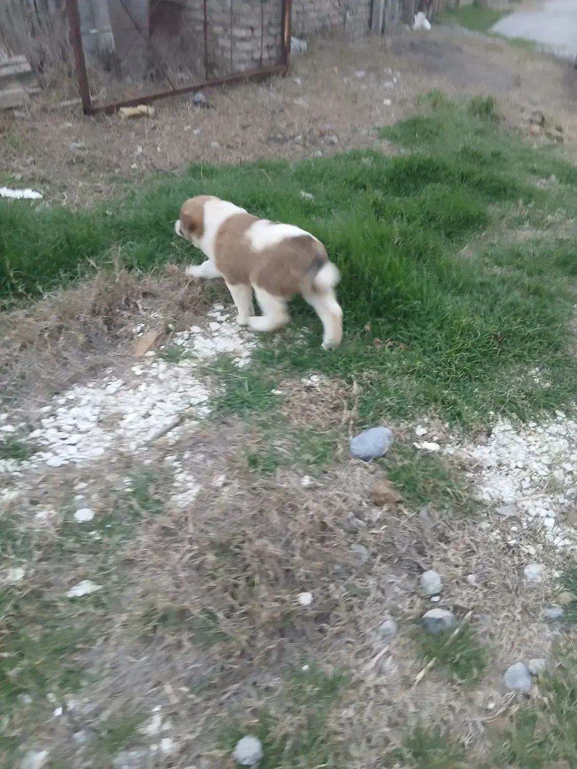 سگ ماده....الابای|سگ|سیمین شهر, |دیوار