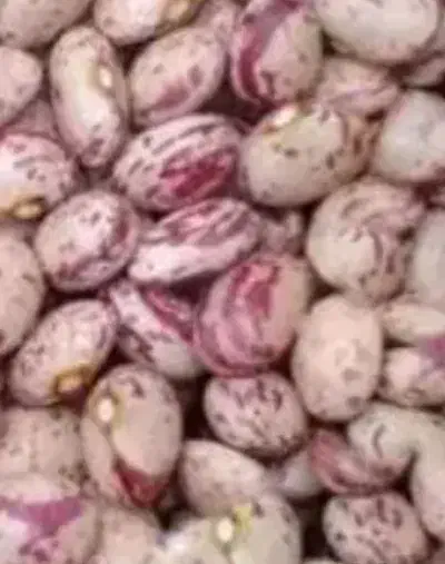 لوبیا چیتی تازه ی دینارون. کره. گاوداری.|عمده‌فروشی|ایذه, |دیوار