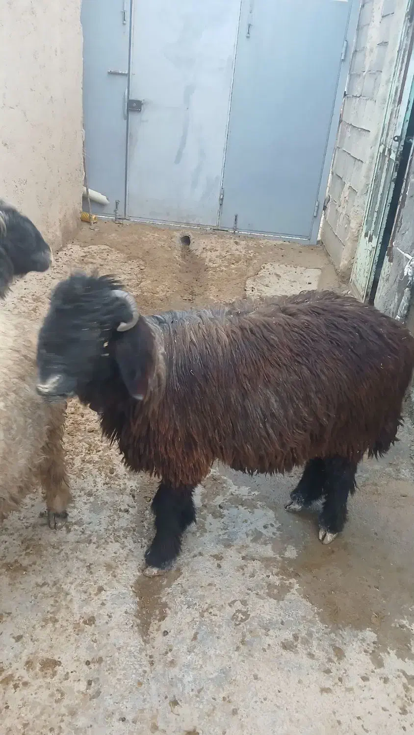 قوچ|حیوانات مزرعه|لردگان, |دیوار