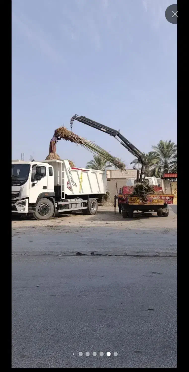 فروش نخل خرما بلندوچندمتری|گل و گیاه طبیعی|چابهار, |دیوار