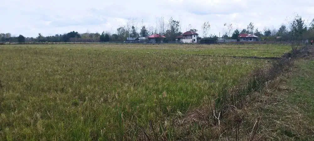 60هزارمترشش هکتار شالیزار و خانه کلنگی امتیازات|فروش زمین و ملک کلنگی|فومن, |دیوار