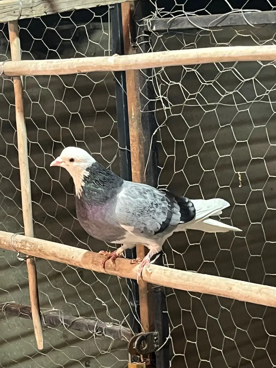 ۱۵تا کفتر عتیقه|پرنده|ری, شهید غیوری (ابن باویه)|دیوار