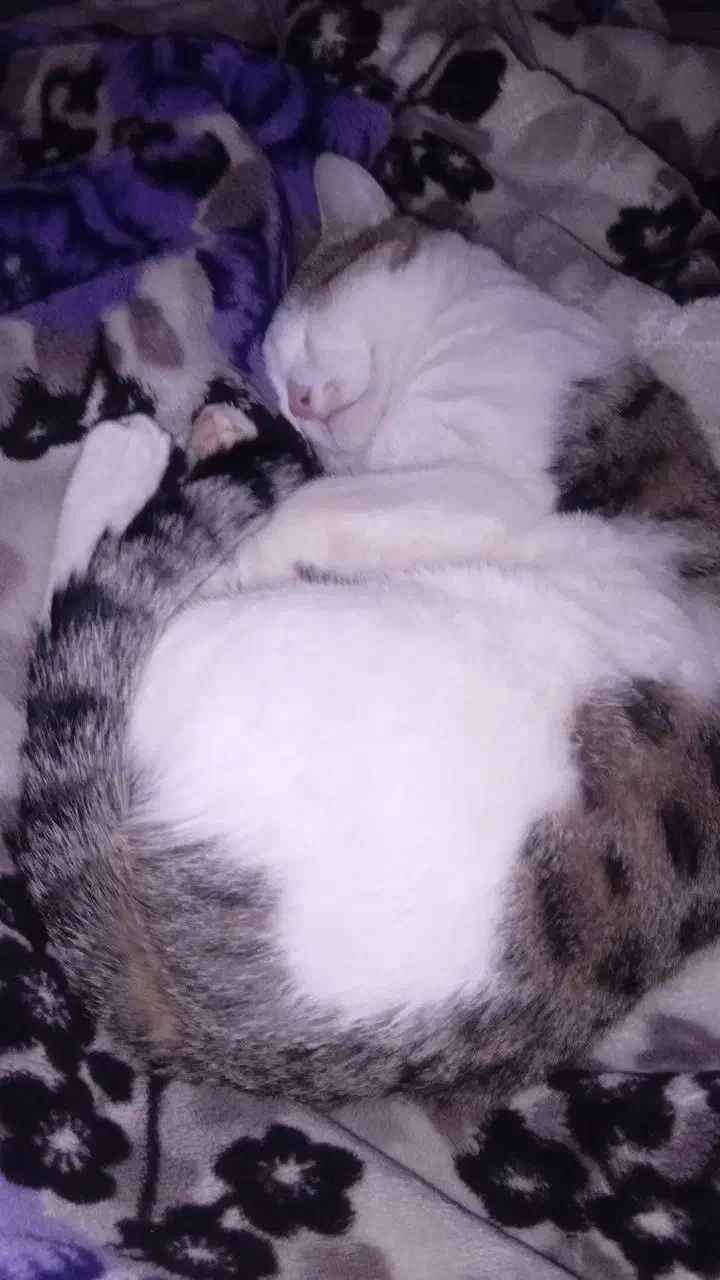 گربه DSH واگذاری|گربه|پرند, فاز ۶|دیوار