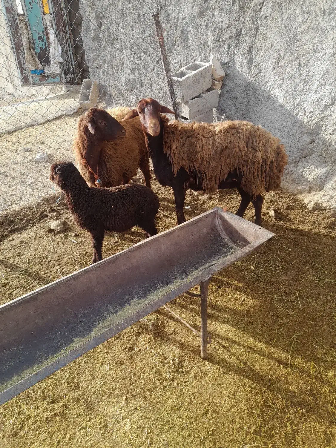 میش بره|حیوانات مزرعه|بیرانوند, |دیوار