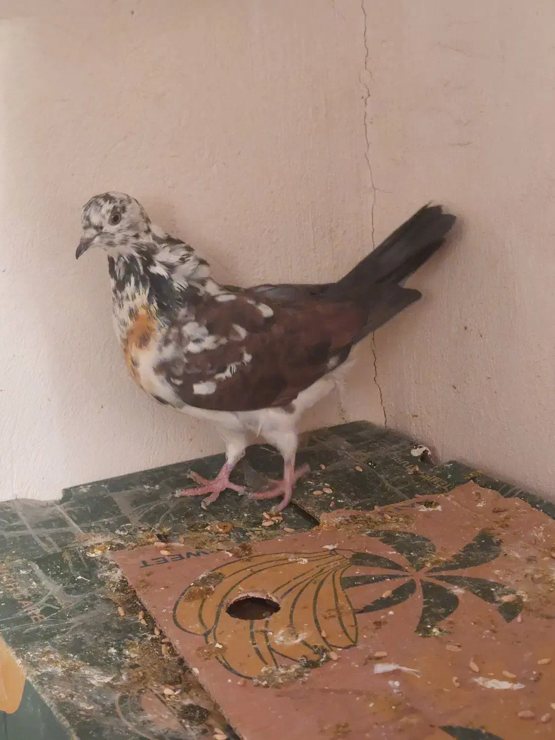 قاره پرشی آس|پرنده|کرج, مهرویلا جنوبی|دیوار