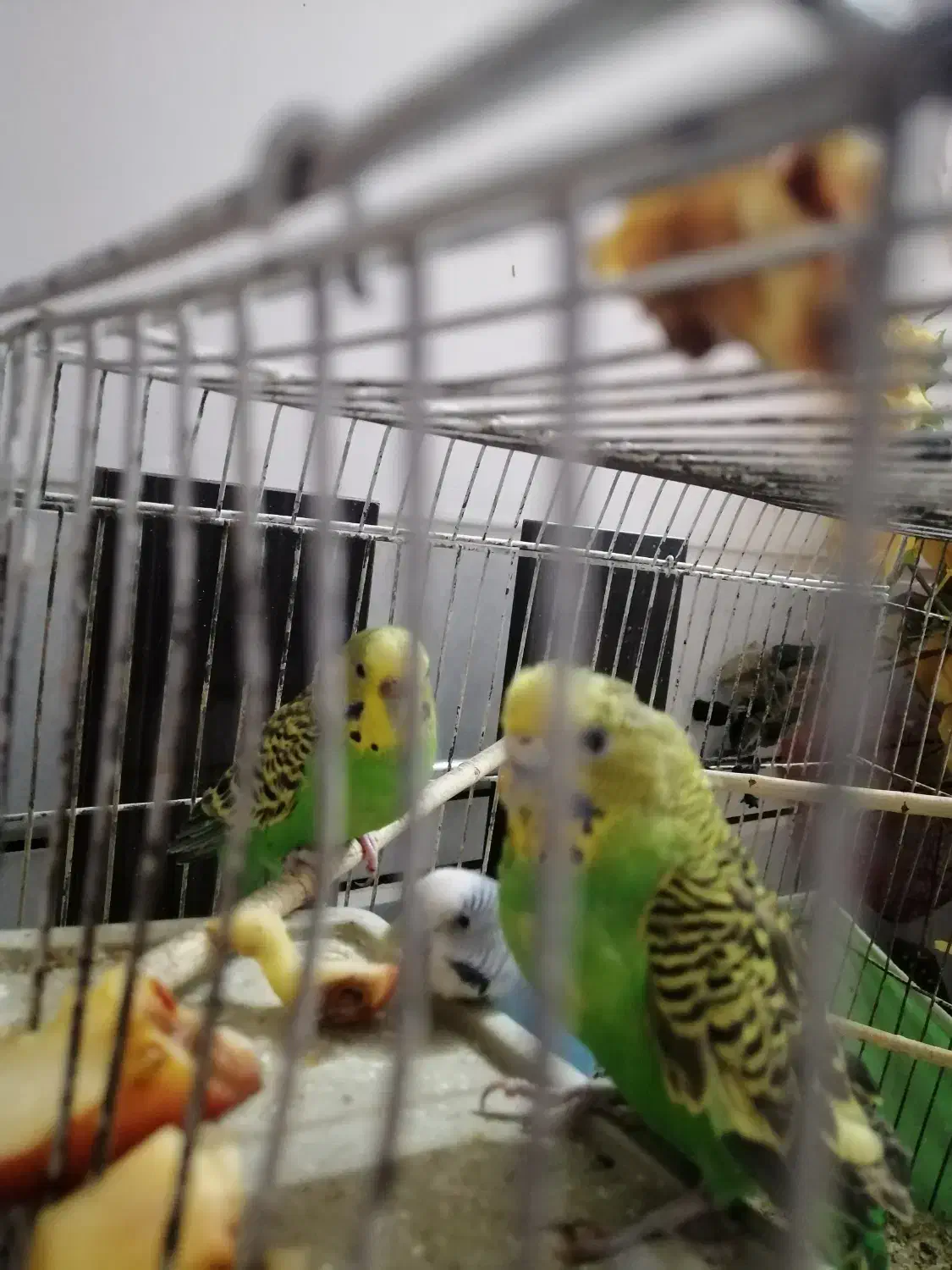 فروش دوعدد مرغ عشق سبزخشکل|پرنده|نیریز, |دیوار