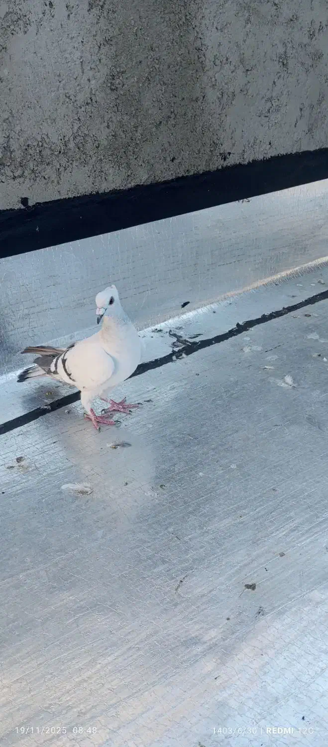 سلام دوتا کبوتر شامی کاکلی ماده درشت بدرنگ نر|پرنده|الوند, |دیوار