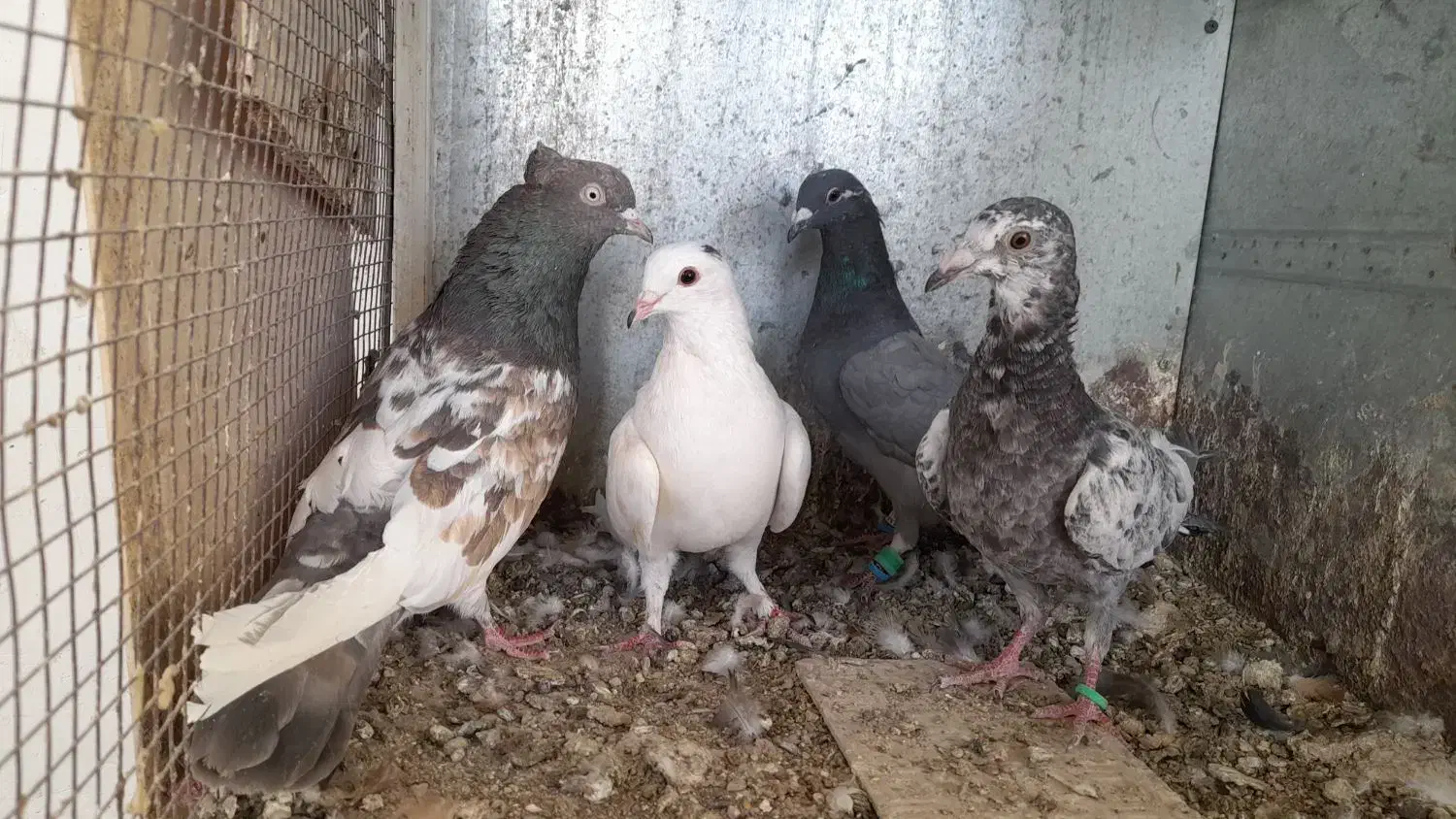 ۴ عدد گرفتنی|پرنده|تربت‌حیدریه, باغ سلطانی|دیوار