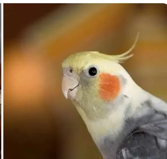 عروس هلندی نر|پرنده|فیروزکوه, |دیوار