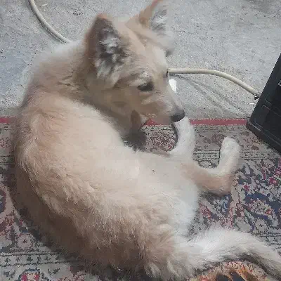 سگ پاکوتاه|سگ|شهریار, کهنز|دیوار