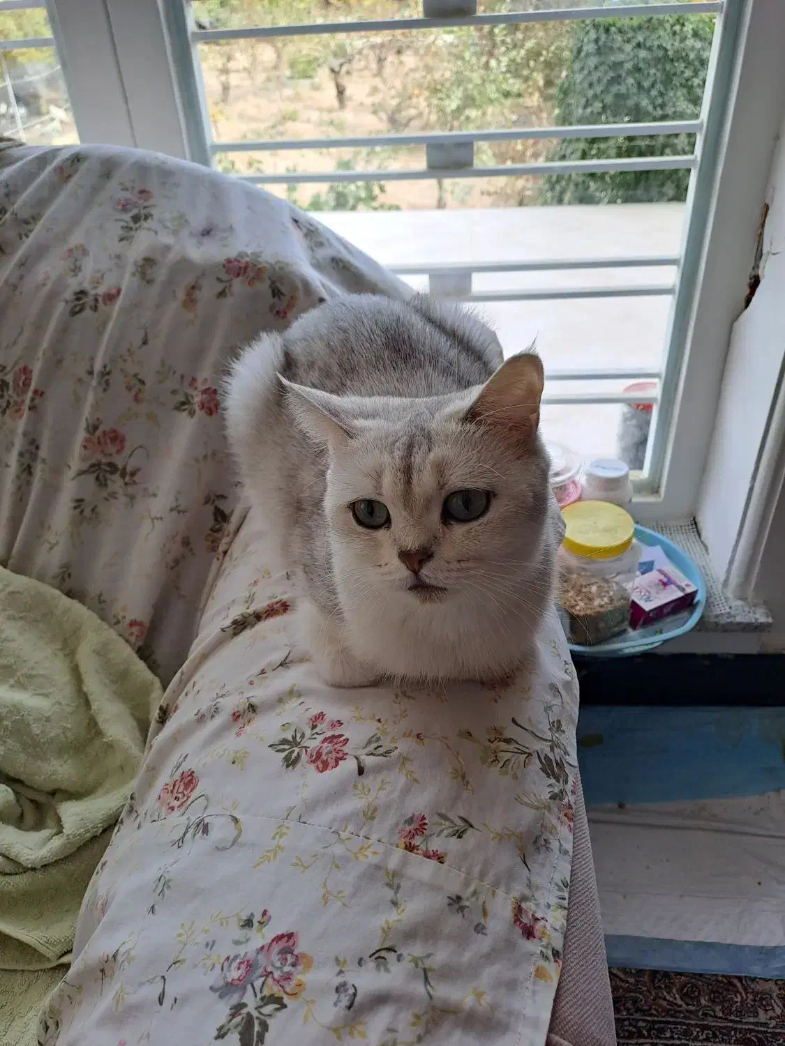 گربه بریتیش سیلورماده|گربه|شیراز, دوکوهک|دیوار