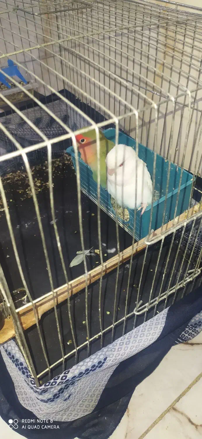 طوطی برزیلی|پرنده|گنبد کاووس, |دیوار